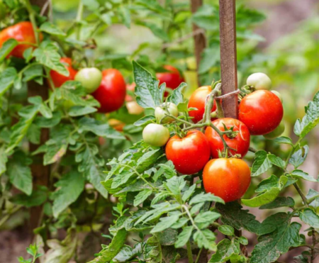 ޓޮމާޓޯ އިންދާ ހެއްދުން