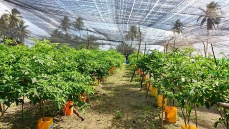 ކަނޑޫދޫ ގިތެޔޮ މިރުސް: މުޅި ރާއްޖެއަށް މަޝްހޫރު، ތ. އަތޮޅުގެ ފަޚުރެއް