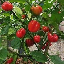 މިރުސް އިންދައި ހެއްދުން